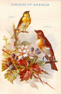 Free Vintage Clip Art - Blackberry Birds for Autumn | Vintage Images ...