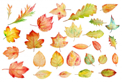 Watercolor Autumn Leaves Clipart ~ Illustrations ~ Creative Market