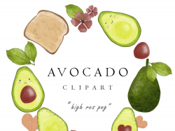 Watercolor Avocado Clipart Cute Pictures Set by turnip on ...