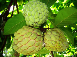 137 best Amazing fruits images on Pinterest | Exotic fruit, Tropical ...