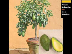 Avocado Tree Pictures - YouTube
