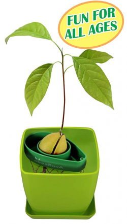 Amazon.com : AvoSeedo Bowl Set Grow Your Own Avocado Tree, Evergreen ...