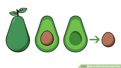 How to Plant an Avocado Tree (with Pictures) - wikiHow