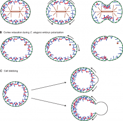 Figure 2 from Physical model of cellular symmetry breaking ...