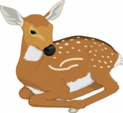 Baby Fawn Clipart