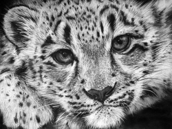 Baby Snow Leopard Drawing by Sharlena Wood