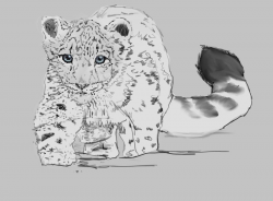 baby snow leopard trace by oddityghosting on DeviantArt