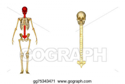 Drawing - Back bone with skull and scrum. Clipart Drawing gg75343471 ...