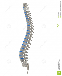 Image Of Human Backbone Human Back Clipart | Iscblog - Anatomy Structure
