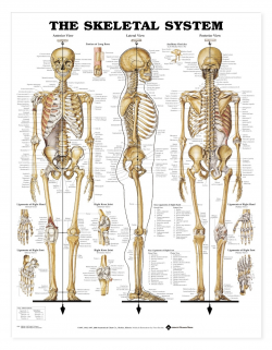 Pictures Of Back Bone Bones Clipart Back Bone - Pencil And In Color ...