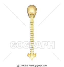 Stock Illustration - Back bone with skull and sacrum. Clipart ...