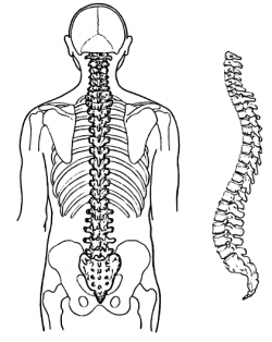 Bones clipart back bone - Pencil and in color bones clipart back bone