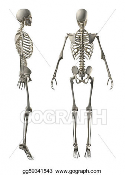 Clipart - Male full skeleton side and back view. Stock Illustration ...