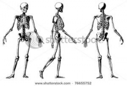 Royalty Free Clipart Image: A Front, Side, and Back of a Skeleton