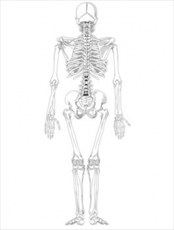 Free Bones and Skeletons Clipart - Free Clipart Graphics, Images and ...