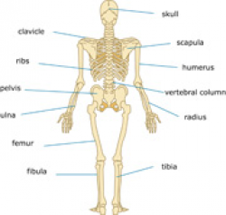 Free Anatomy Clipart - Clip Art Pictures - Graphics - Illustrations