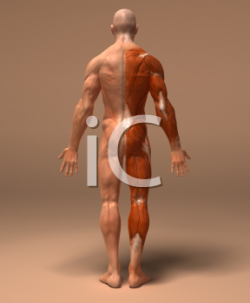 Royalty Free 3d Clipart Image of a Back View of a Muscular Man ...