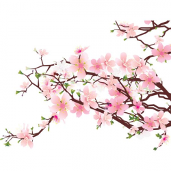 Cherry Blossom Clip Art Free ClipArt Best ❤ liked on Polyvore ...