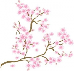 12 best Cherry Blossoms images on Pinterest | Cherries, Cherry ...
