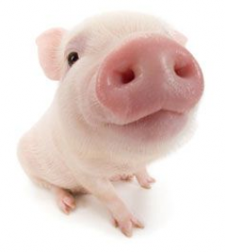 49 best P!G images on Pinterest | Pigs, Little pigs and Mini pigs