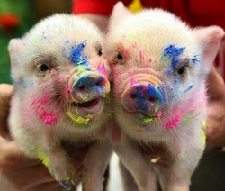 778 best just pigs images on Pinterest | Little pigs, Piglets and ...