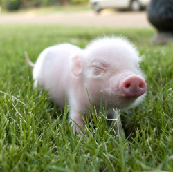 I smell bacon! | Teacup pig, Teacup and Animal