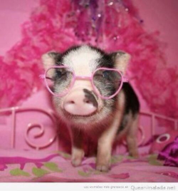 121 best Pig images on Pinterest | Little pigs, Piglets and Teacup pig
