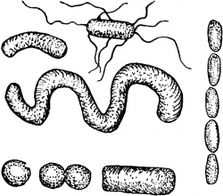 Bacteria black and white clipart - WikiClipArt
