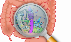 Gut bacteria might one day help slow down aging process