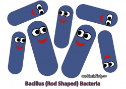 Bacteria - Ecological Roles - SCIENTIST CINDY