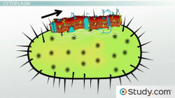 Bacterial Cytoplasm & Cell Membrane: Structure & Components - Video ...
