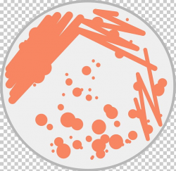 Petri Dishes Test Tubes Bacteria PNG, Clipart, Agar Plate ...