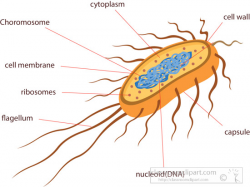 Science Clipart- cross-section-of-bacteria-e-coli-illustrated ...