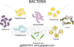 Vector Art - Set of bacteria. staphylococcus, streptococcus ...