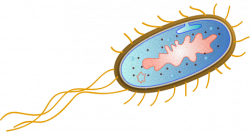 File:Escherichia coli by togopic.png - Wikimedia Commons