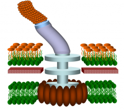 Bacterial flagella - nanotechnology