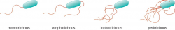 Bacterial Flagella: structure, types and function -