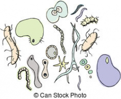 Bacteria And Fungi Clipart