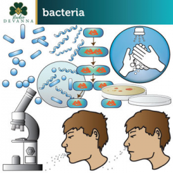 Bacteria Clip Art by Studio Devanna | Teachers Pay Teachers