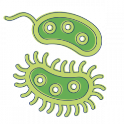 Bacteria Clipart - cilpart