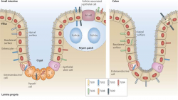 Interactions of Intestinal Epithelial Cells | Society for Mucosal ...