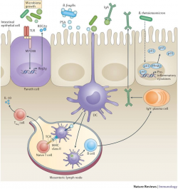 Nature Reviews Immunology: Enteric bacterial infections are a major ...