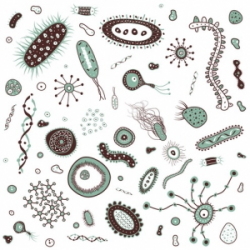 Bacteria Clipart Free | Clipart Panda - Free Clipart Images