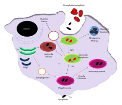 Intracellular parasites and iron sources inside of the macrophage ...