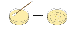 Biology The Postulate and the Petri Dish - Shmoop Biology