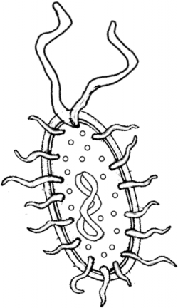 Bacteria (Prokaryote) Cell Coloring | Cells | Pinterest | Prokaryote ...
