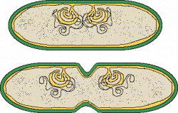 Prokaryotic Cell Division