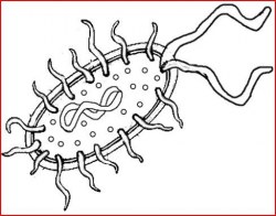 prokaryotic vs eukaryotic clip art - Google Search | Cells, Cells ...