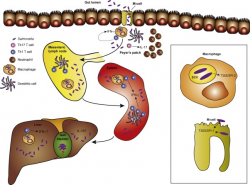 Salmonella infection: Interplay between the bacteria and host immune ...