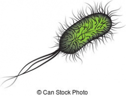 Bacteria clipart salmonella - Pencil and in color bacteria clipart ...